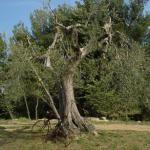 Toscana 2008 - Bindozzino